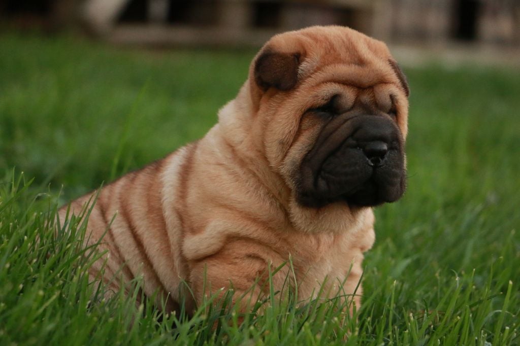 Albert du Grain de Beauté