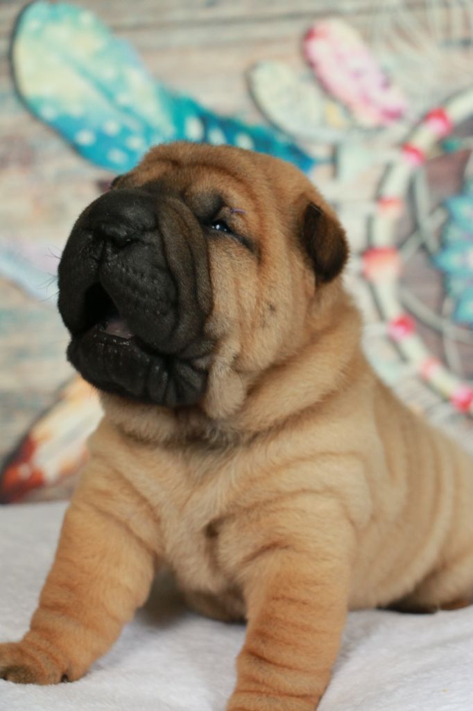 Shar Pei - du grain de beauté