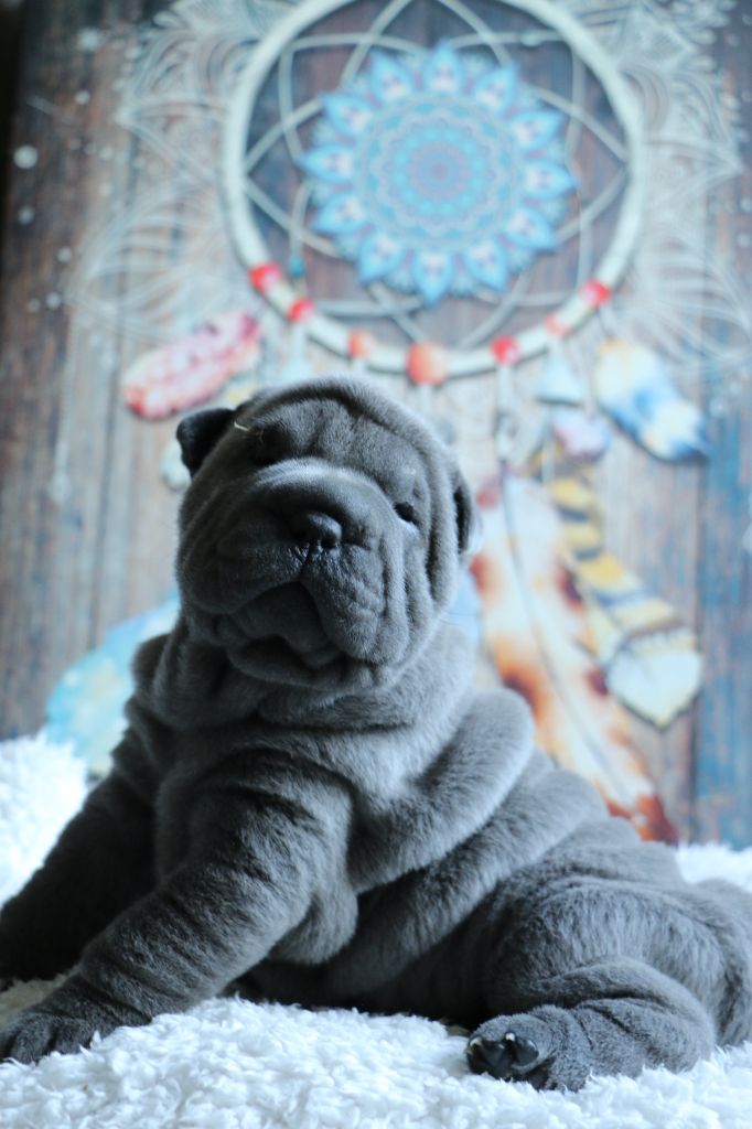 Chiot Shar Pei bleue brush coat du grain de beauté