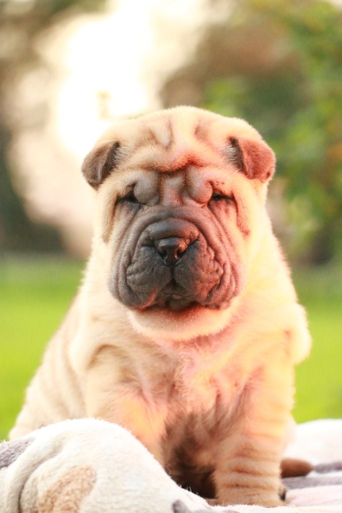 Adonis Dirk du Grain de Beauté