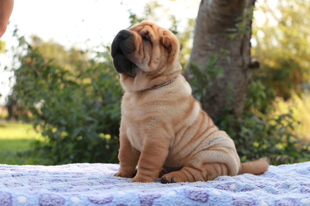 Aïko du Grain de Beauté