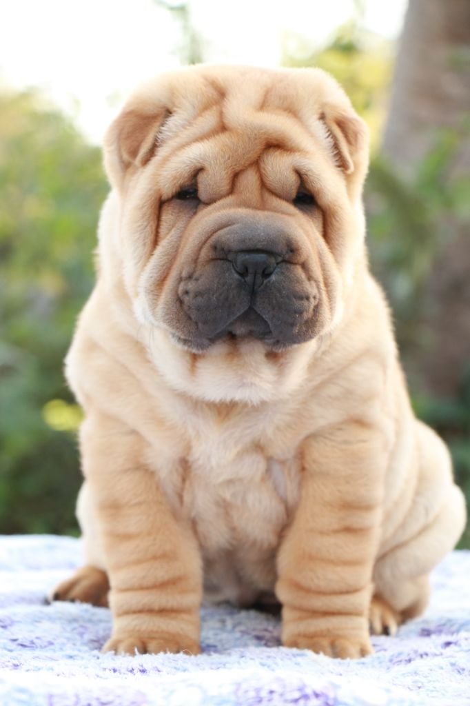 Arès du Grain de Beauté