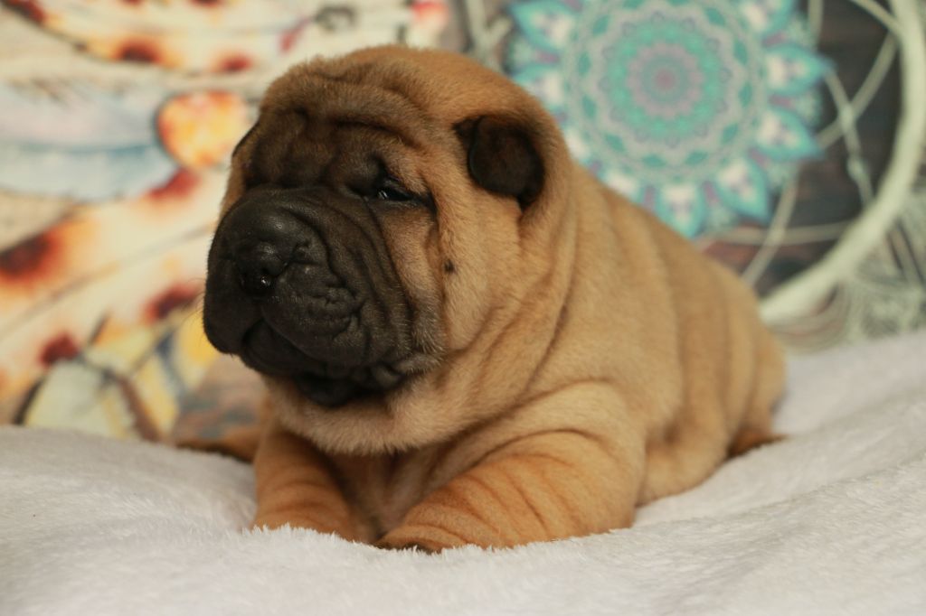 CHIOT collier arc en ciel