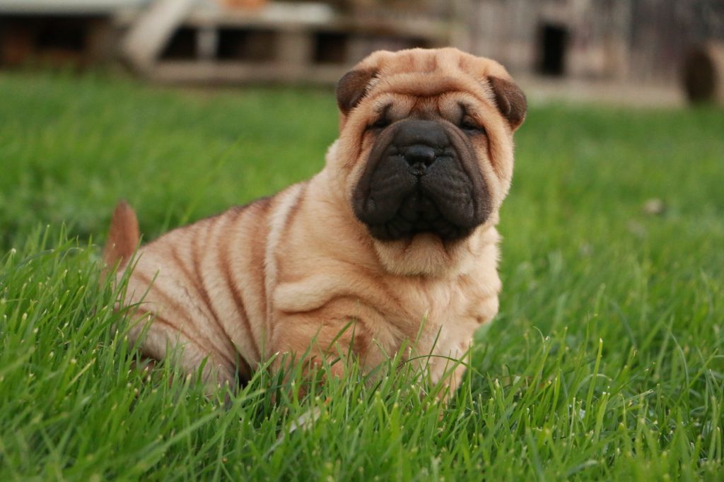 Albert du Grain de Beauté