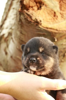Les chiots de Shiba