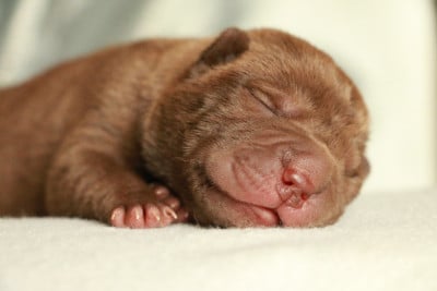 Les chiots de Shar Pei