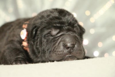 Les chiots de Shar Pei
