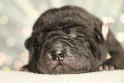 Les chiots de Shar Pei