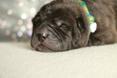 Les chiots de Shar Pei
