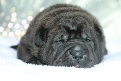 Les chiots de Shar Pei