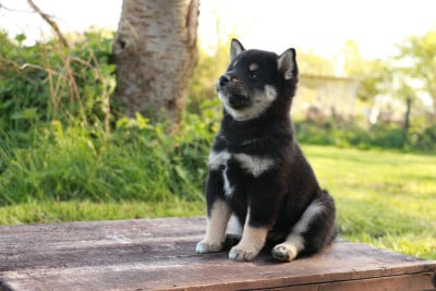 Les chiots de Shiba