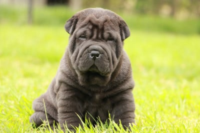 Les chiots de Shar Pei