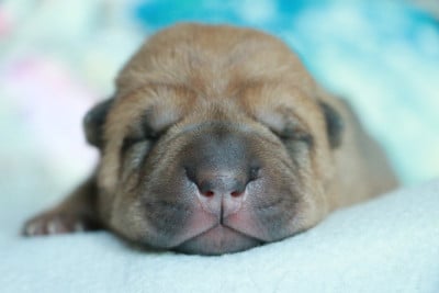 Shar Pei