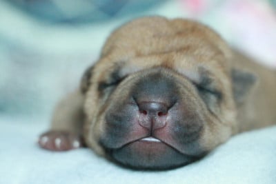 Les chiots de Shar Pei