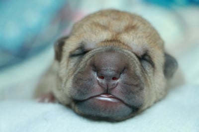 Les chiots de Shar Pei