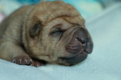 Les chiots de Shar Pei