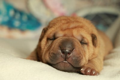 Mâle collier vert - Shar Pei