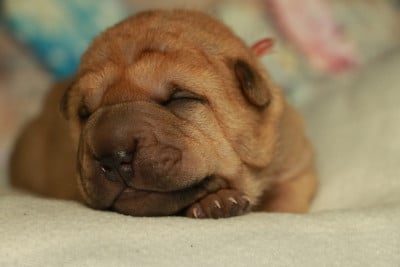 Mâle collier rouge - Shar Pei