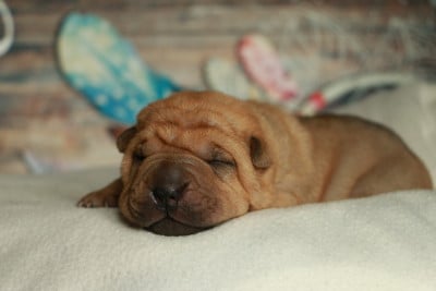 Mâle collier noir - Shar Pei