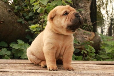 Les chiots de Shar Pei