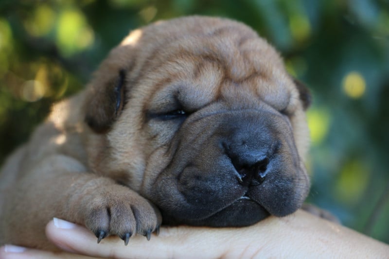 Shar Pei - du grain de beauté