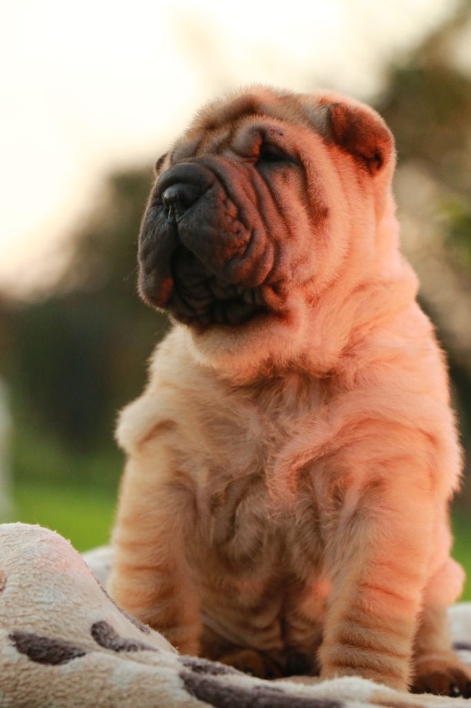 Adonis Dirk du Grain de Beauté