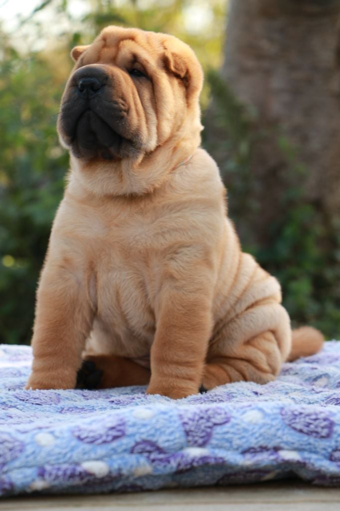 Aïko du Grain de Beauté