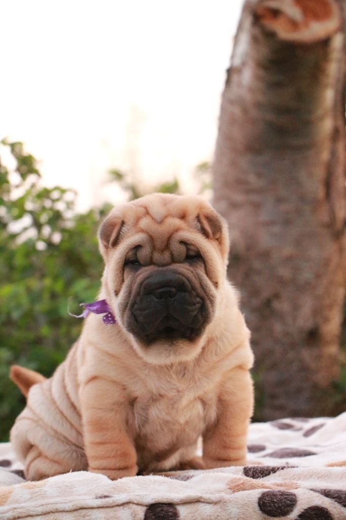 Ari du Grain de Beauté