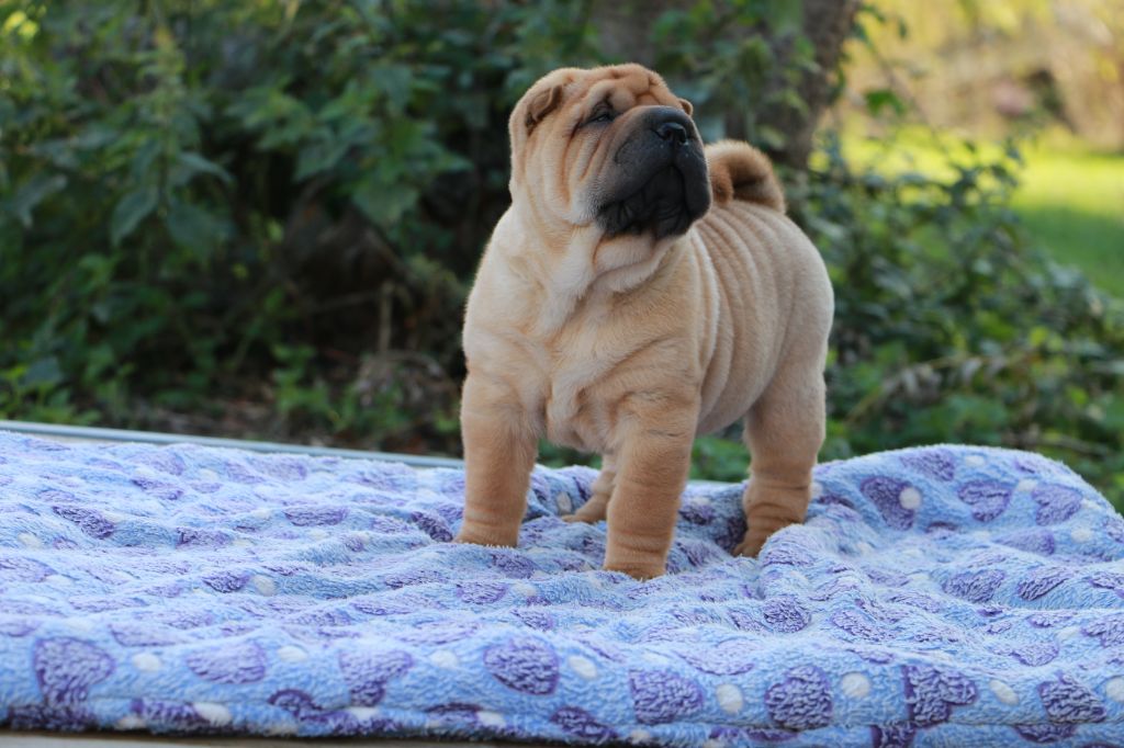 Appi Pippa du Grain de Beauté