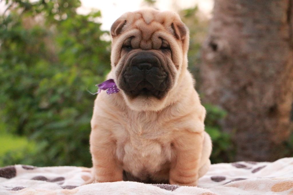 Ari du Grain de Beauté