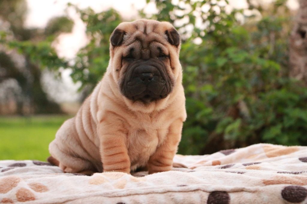 Amie Winston du Grain de Beauté