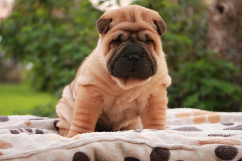 Albert du Grain de Beauté