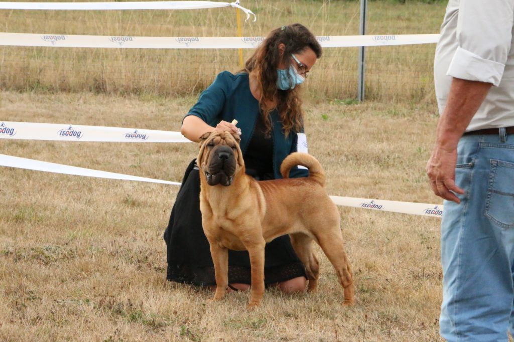 CH. Pakita du grain de beauté - CJF : 1er Excellent - Meilleur Jeune - confirmée ce jour + TAN