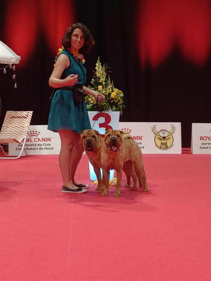 CH. Ti amo du grain de beauté - CIF : 1ère Excellent - RCACS - 3ème BIS Couple - Meilleur lot de reproducteur