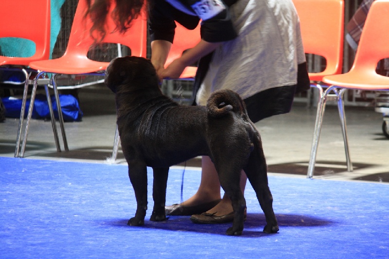 Face silver black du grain de beauté - CIM : 1er Excellent