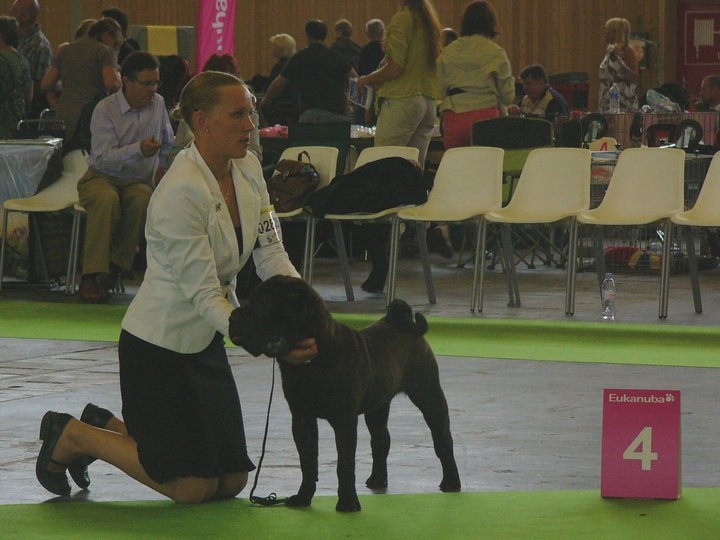 Face silver black du grain de beauté - Classe Puppy mâle : 4 ème Très Prometteur