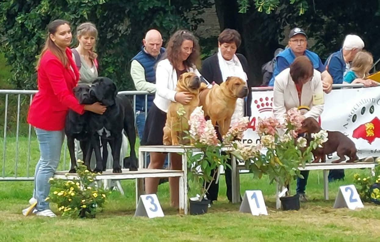 CH. Thor love & thunder du grain de beauté - CCM : 1er Excellent - Meilleur de Sexe Opposé - Best In Show couple