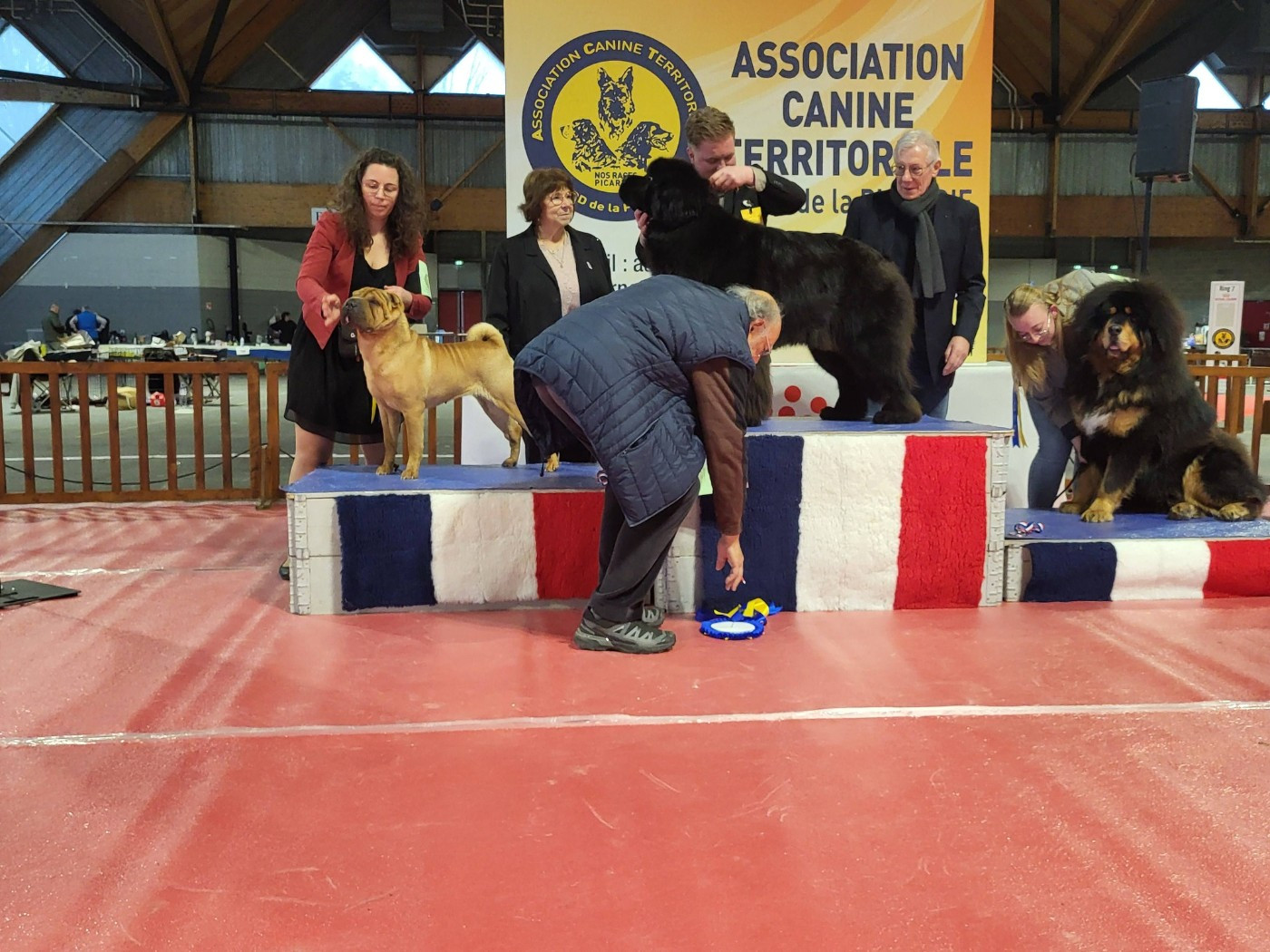 CH. Ti amo du grain de beauté - CCF : 1ère Excellente - MEILLEUR DE RACE - 2ème du Groupe 2