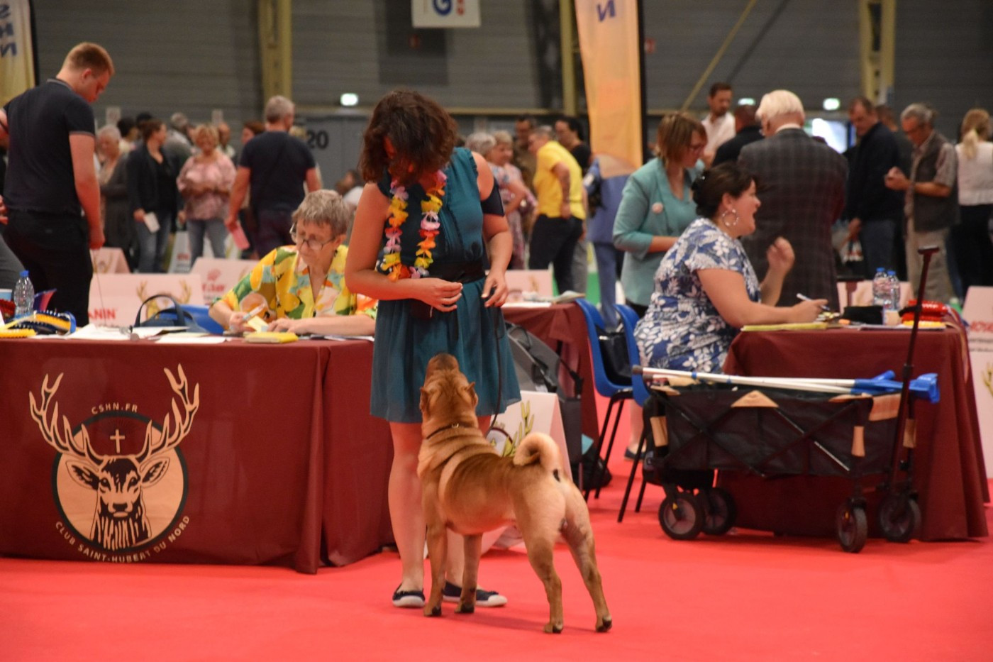 CH. Thor love & thunder du grain de beauté - CIM : 1er Excellent CACS CACIB - BOS - 3ème BIS Couple - BIS lot de reproducteur