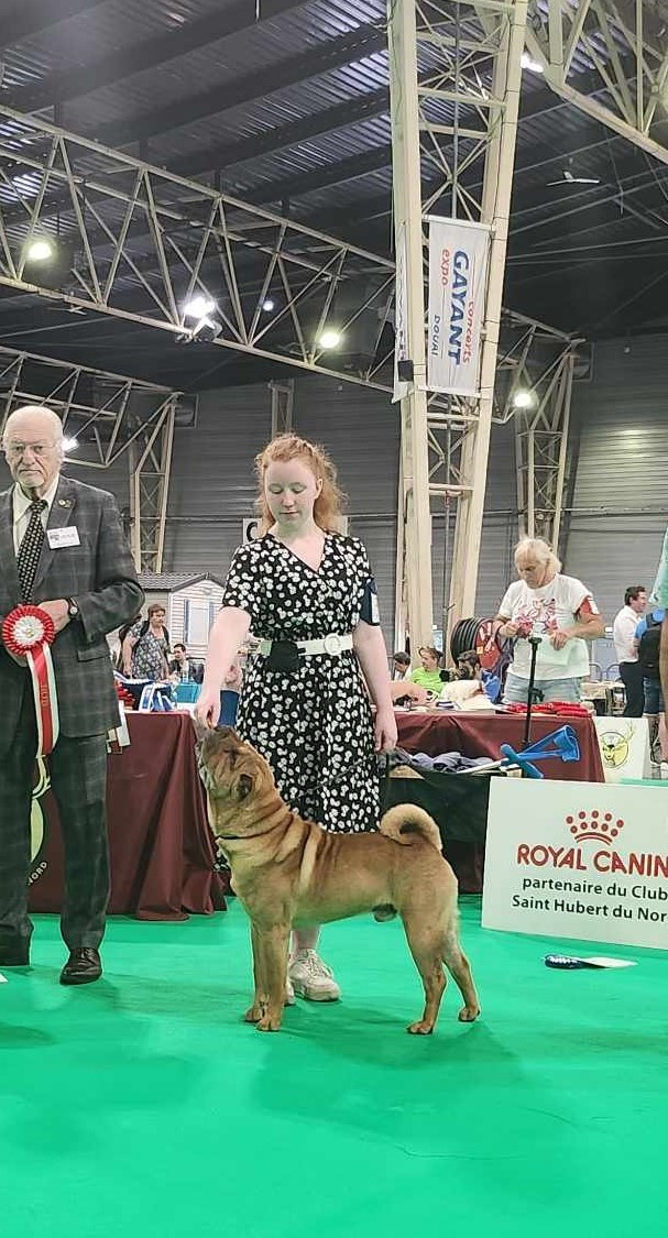 CH. Thor love & thunder du grain de beauté - CIM : 1er Excellent CACS CACIB - BOS