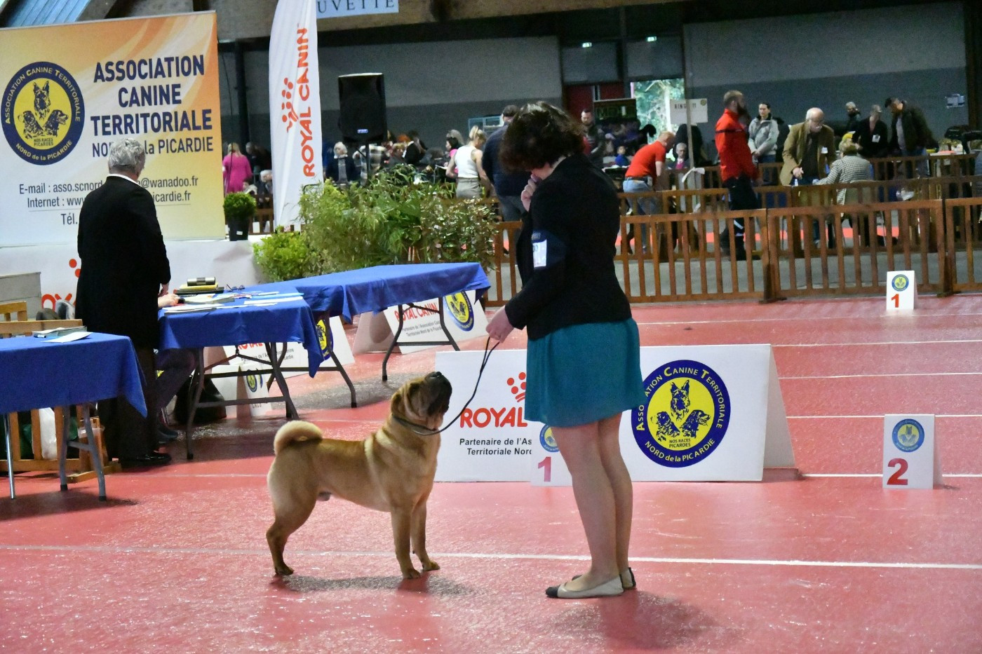 CH. Thor love & thunder du grain de beauté - CJM : 1er Excellent - Best In Show Couple avec sa soeur Tornade