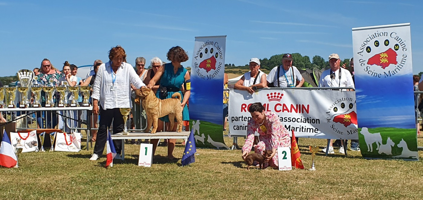CH. Thor love & thunder du grain de beauté - CBF : 1ère Très Prometteur - Best Baby - Best In Show Baby