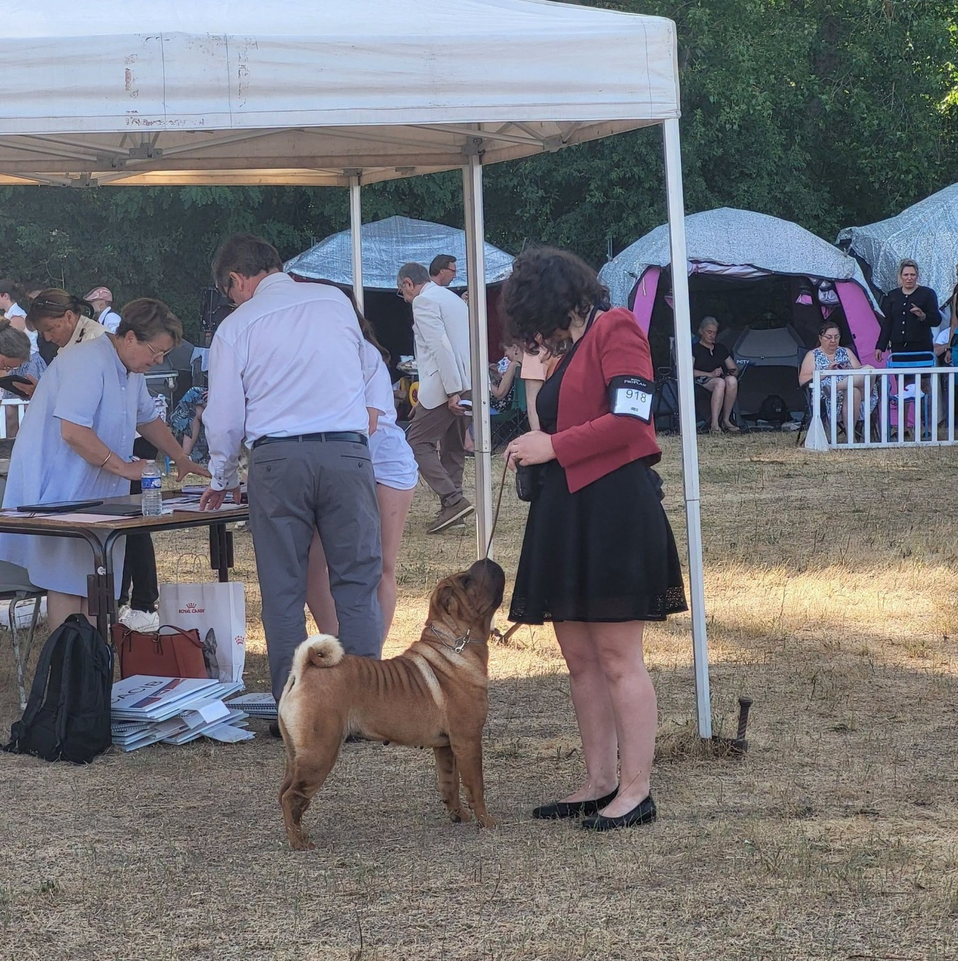 CH. Ti amo du grain de beauté - CCF : 1ère Excellent CACIB - Meilleur de Race