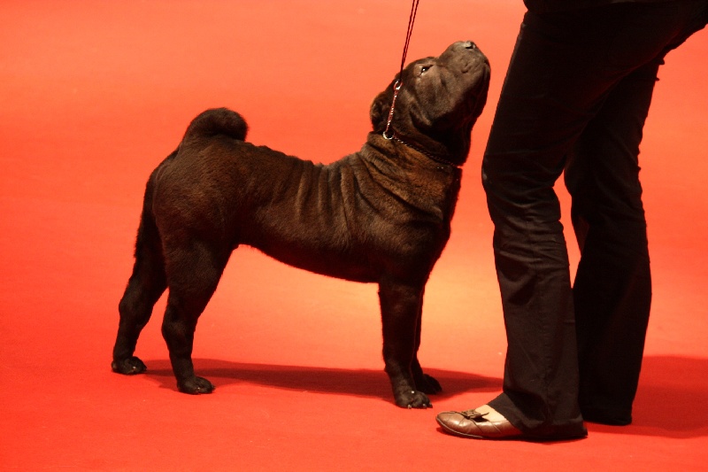 Face silver black du grain de beauté - Classe Puppy mâle : 1er Très Prometteur-MEILLEUR PUPPY