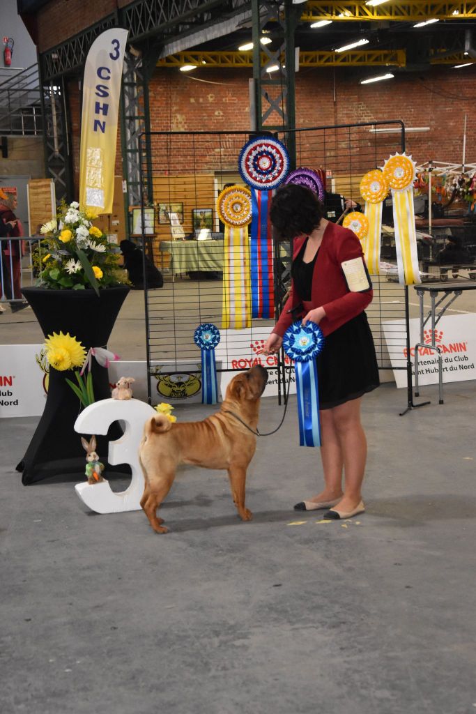 CH. Ti amo du grain de beauté - CJF : 1ère Excellent - BOB Jeune- BOB - 3ème BIS Jeune - 2ème BOG