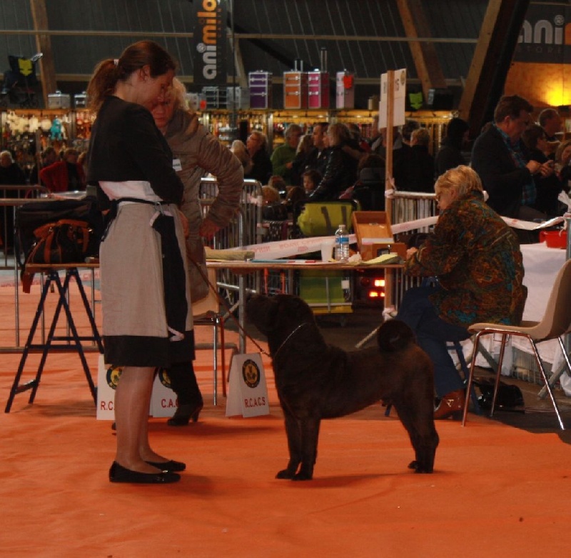 Face silver black du grain de beauté - COM : 2ème Excellent -RCACS