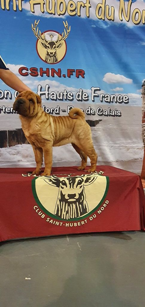 CH. Ti amo du grain de beauté - CBF : 1ère Très Prometteur - Best Baby