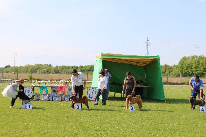 Face silver black du grain de beauté - COM : 1er Excellent - Meilleur Mâle - BOS (TAN : EXCELLENT)