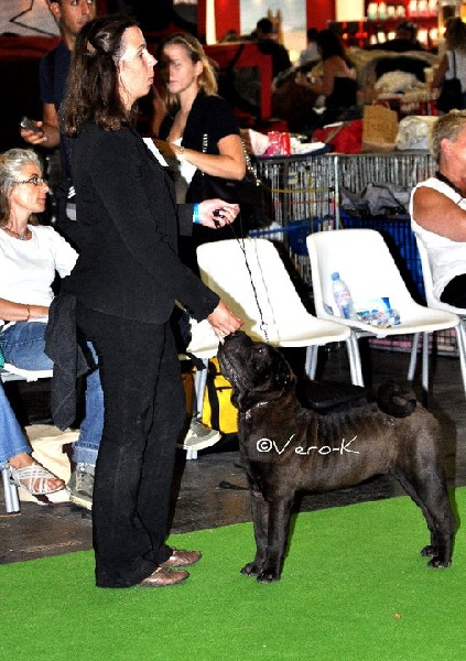 Face silver black du grain de beauté - Classe Puppy mâle : Très Prometteur