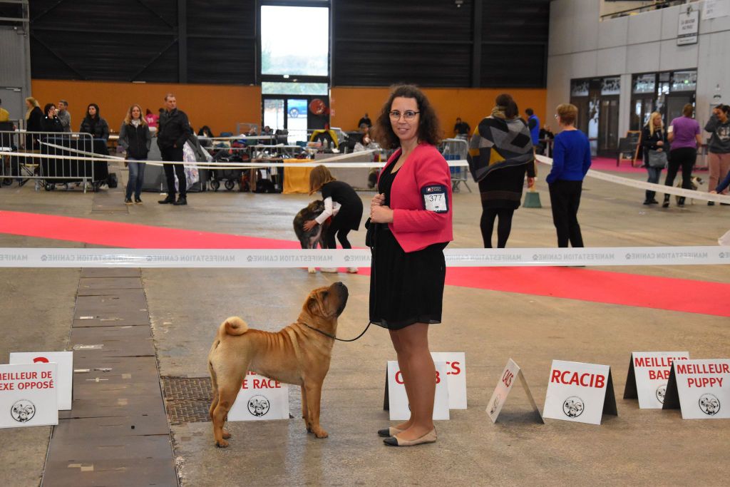 CH. Ti amo du grain de beauté - CIF : 1ère Excellent - CACS CACIB - Meilleur de Race - 2ème Best In Show Couple